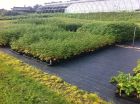 VICONA MyPecks, Markmatta Supermat 1,40×100m 105g/m²