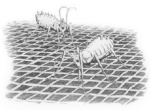 Insektsväv VICONA 0,69 x 0,8mm i rulle 2,5x100meter, 100 g/m³ maskor